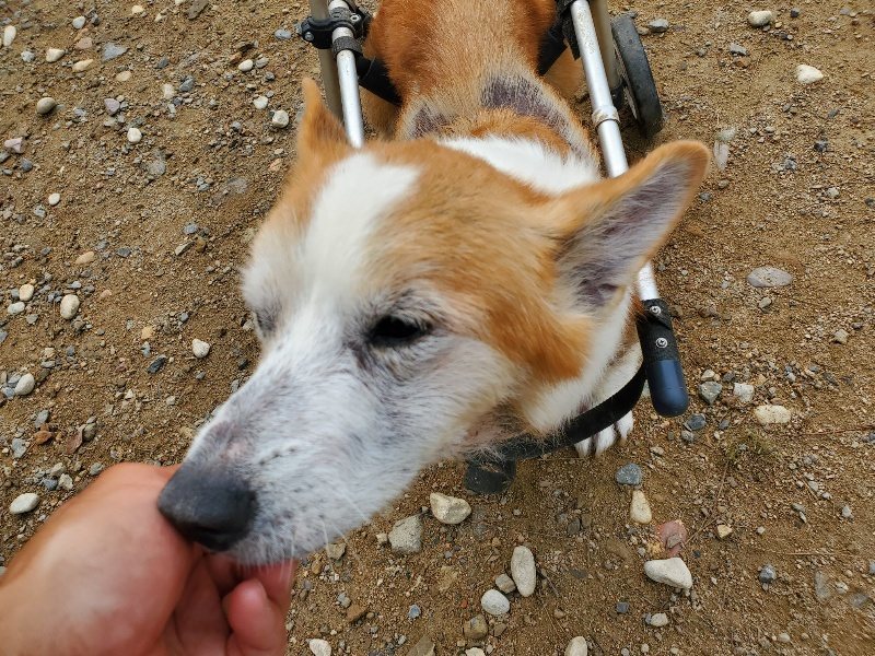 f:id:roukenhome-ann:20191011184824j:plain