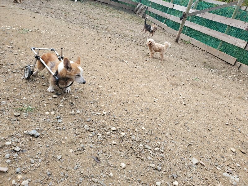 f:id:roukenhome-ann:20191011184911j:plain