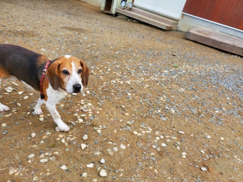 f:id:roukenhome-ann:20191011204654j:plain