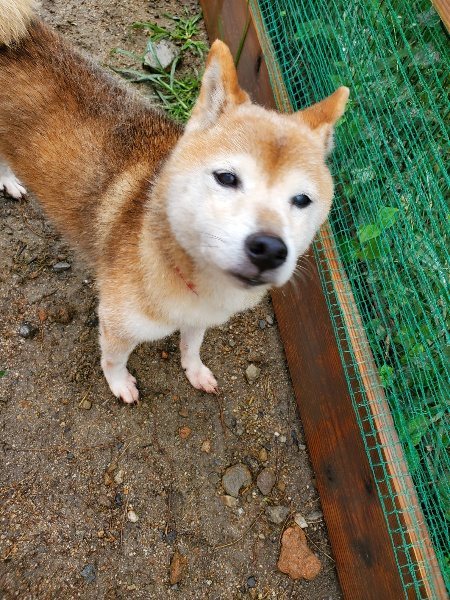 f:id:roukenhome-ann:20191013172839j:plain