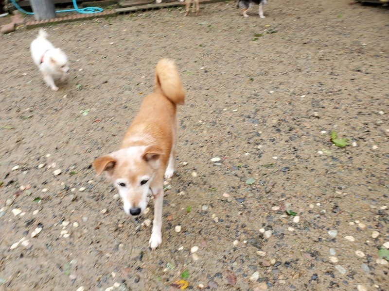 f:id:roukenhome-ann:20191013172947j:plain
