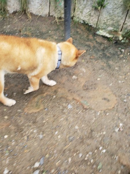 f:id:roukenhome-ann:20191014052903j:plain