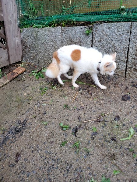 f:id:roukenhome-ann:20191014114419j:plain