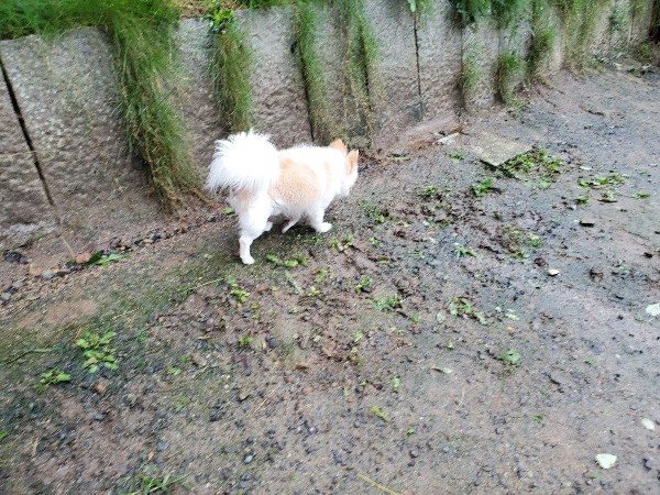 f:id:roukenhome-ann:20191014114423j:plain