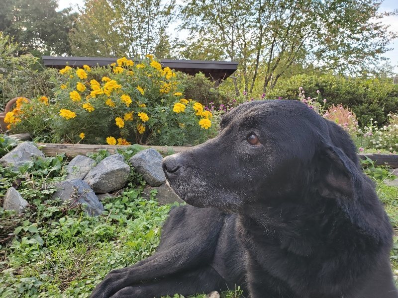 f:id:roukenhome-ann:20191017052215j:plain