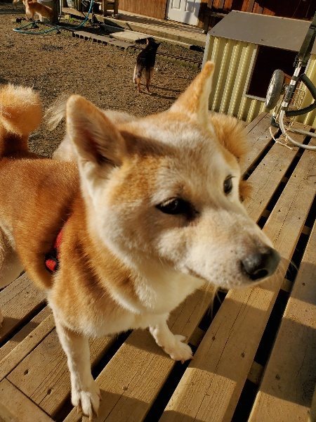 f:id:roukenhome-ann:20191017064912j:plain