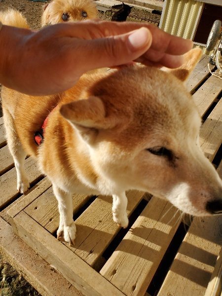 f:id:roukenhome-ann:20191017064926j:plain