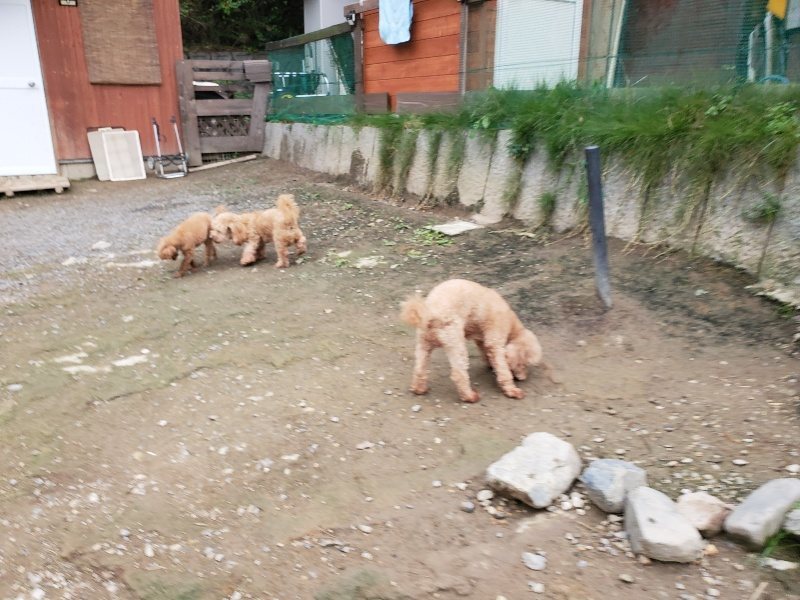 f:id:roukenhome-ann:20191017185544j:plain