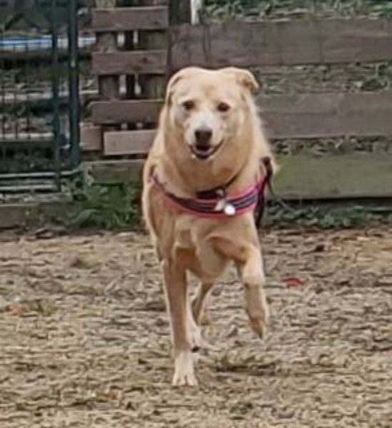 f:id:roukenhome-ann:20191019114411j:plain f:id:roukenhome-ann:20191019114411j:plain