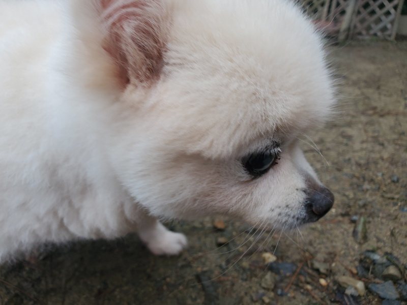 f:id:roukenhome-ann:20191019123906j:plain