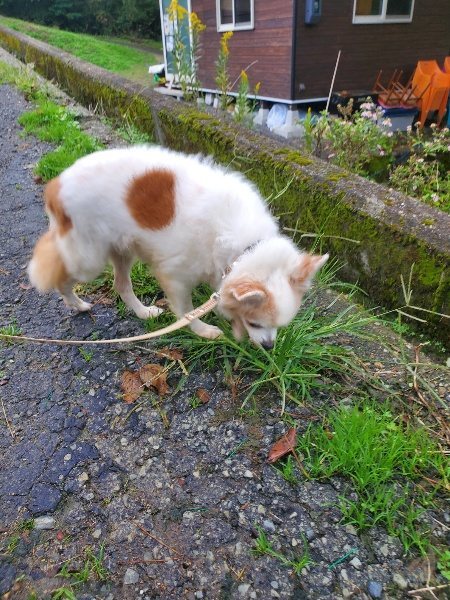 f:id:roukenhome-ann:20191019134811j:plain