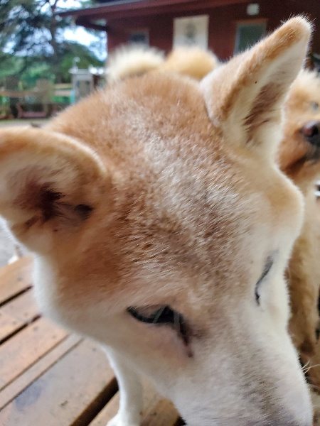 f:id:roukenhome-ann:20191019174115j:plain