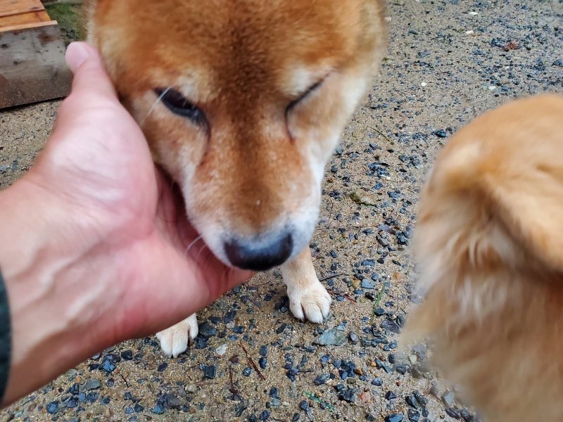 f:id:roukenhome-ann:20191019174636j:plain