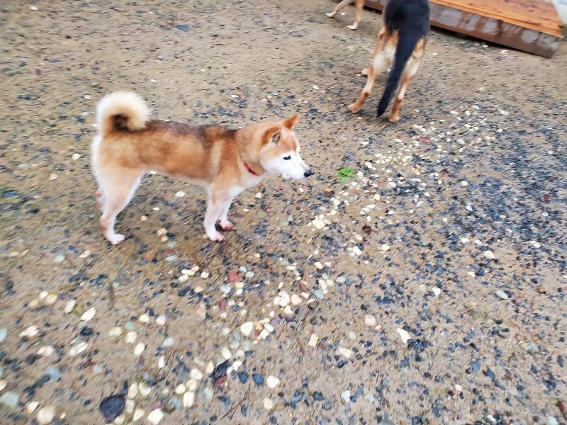 f:id:roukenhome-ann:20191019175005j:plain
