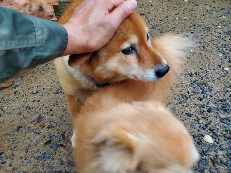 f:id:roukenhome-ann:20191019175252j:plain