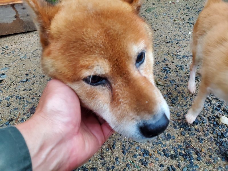 f:id:roukenhome-ann:20191019212432j:plain