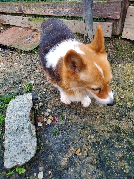 f:id:roukenhome-ann:20191020113124j:plain