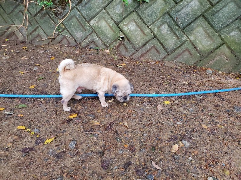 f:id:roukenhome-ann:20191020113741j:plain