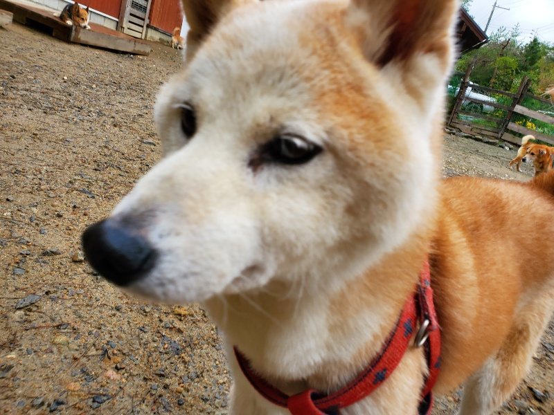 f:id:roukenhome-ann:20191020134618j:plain