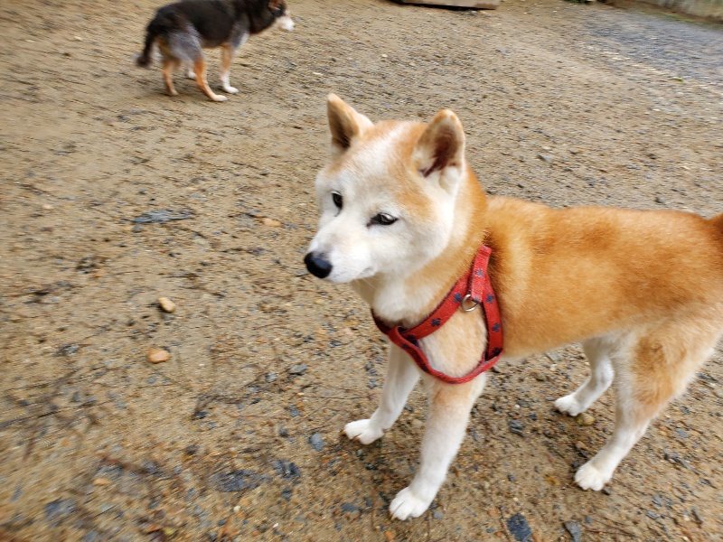 f:id:roukenhome-ann:20191020134630j:plain