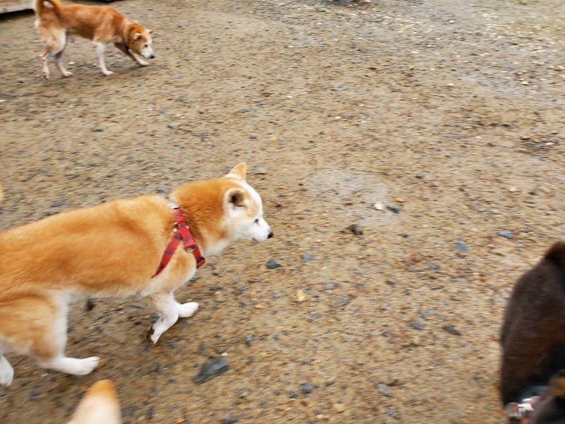 f:id:roukenhome-ann:20191020134810j:plain