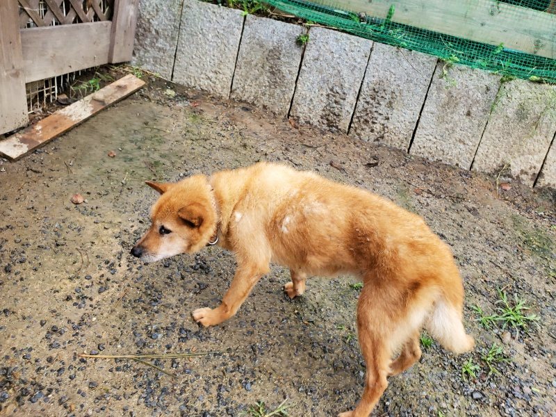 f:id:roukenhome-ann:20191020135124j:plain