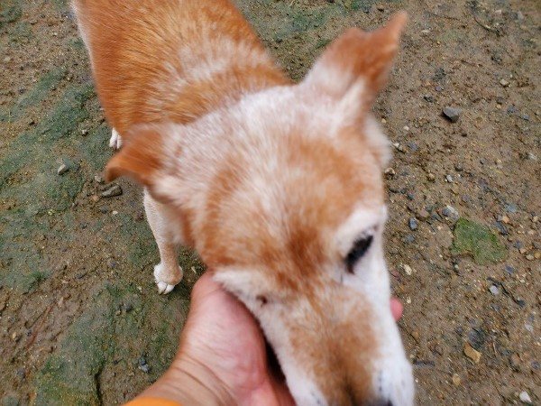 f:id:roukenhome-ann:20191020135155j:plain