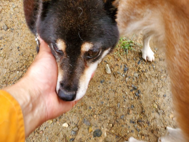 f:id:roukenhome-ann:20191020135700j:plain
