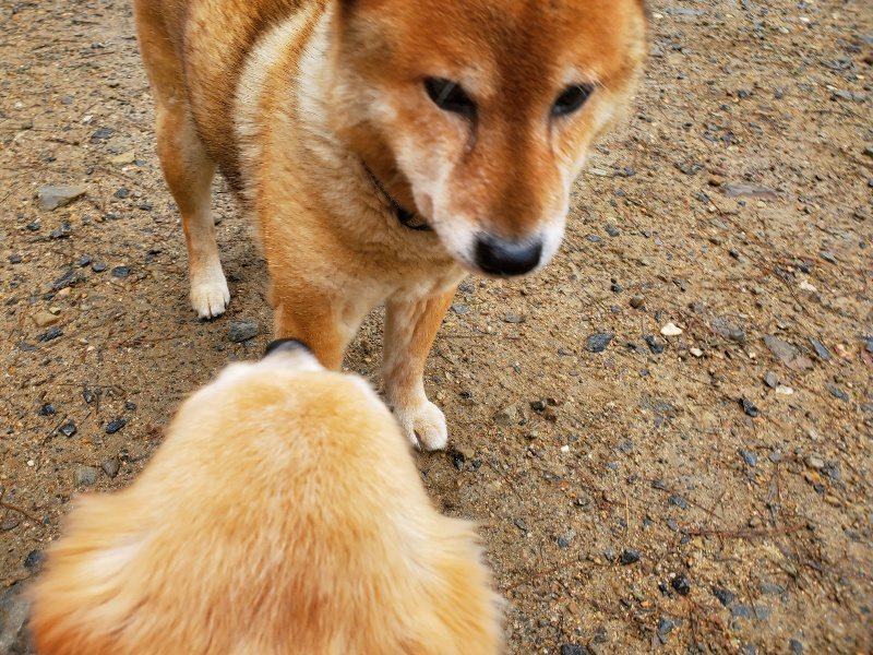 f:id:roukenhome-ann:20191020165144j:plain