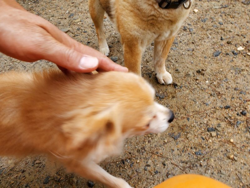 f:id:roukenhome-ann:20191020165150j:plain