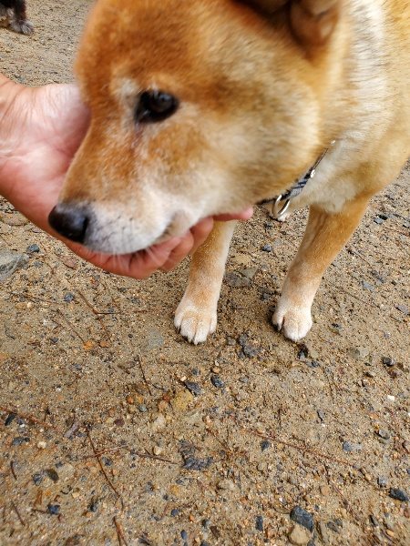 f:id:roukenhome-ann:20191020165202j:plain