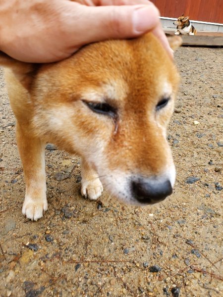 f:id:roukenhome-ann:20191020165219j:plain