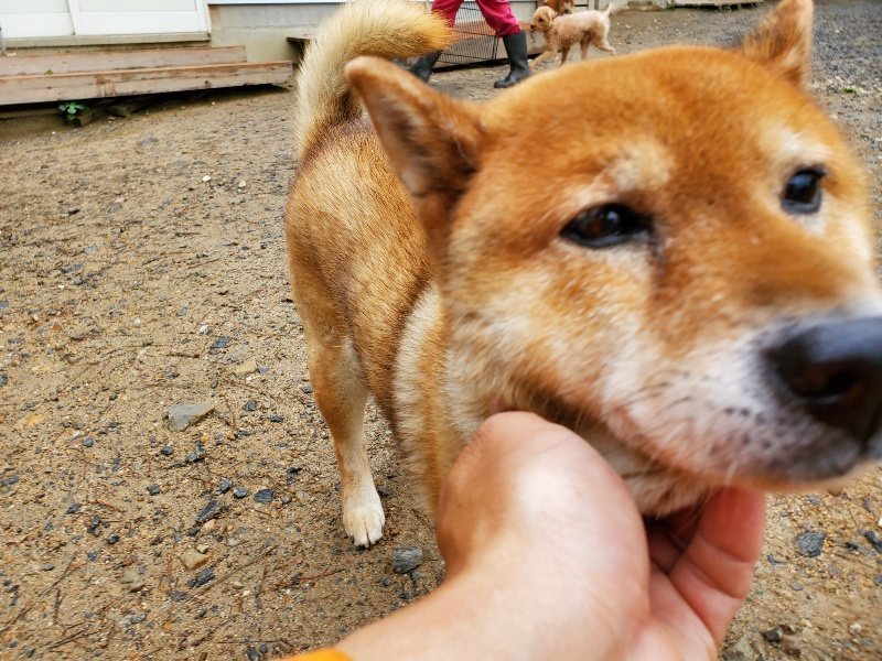 f:id:roukenhome-ann:20191020165229j:plain