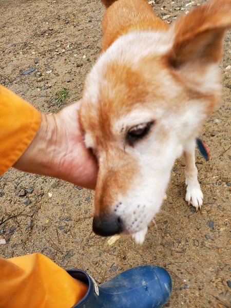 f:id:roukenhome-ann:20191020165301j:plain