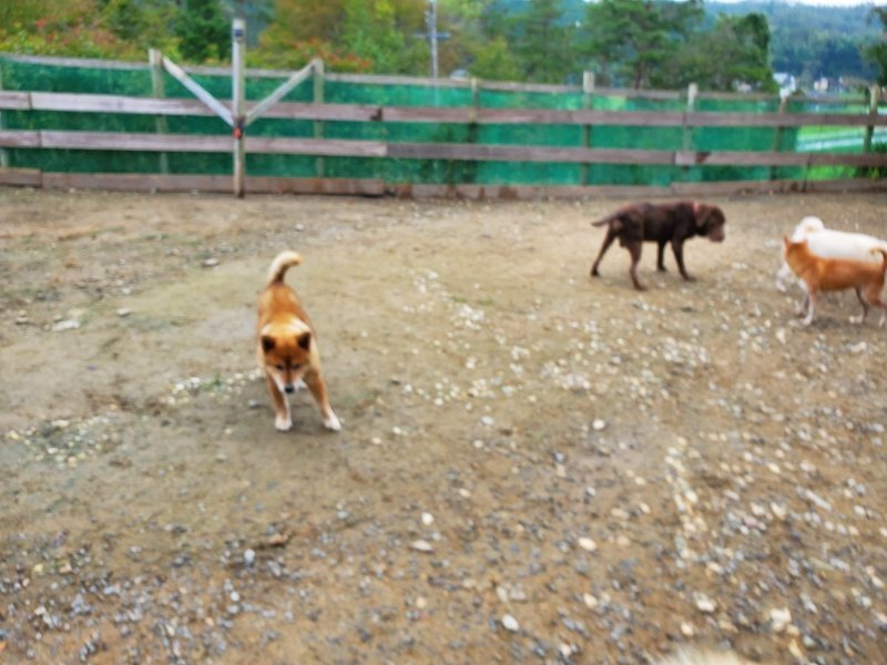f:id:roukenhome-ann:20191021133334j:plain
