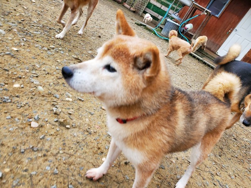 f:id:roukenhome-ann:20191021133633j:plain