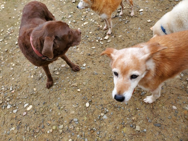 f:id:roukenhome-ann:20191021134131j:plain