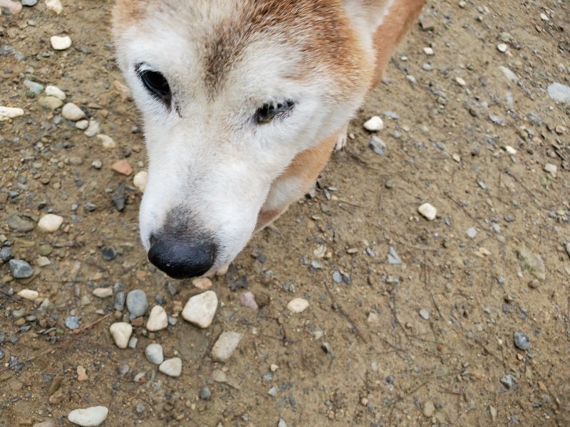 f:id:roukenhome-ann:20191021134151j:plain