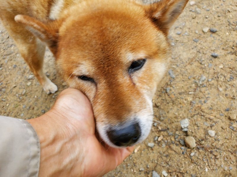 f:id:roukenhome-ann:20191021134554j:plain