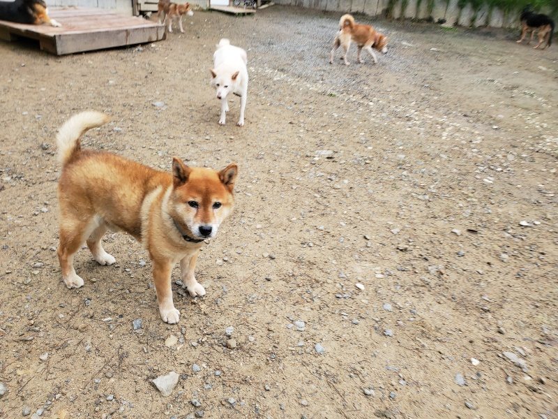 f:id:roukenhome-ann:20191021134600j:plain