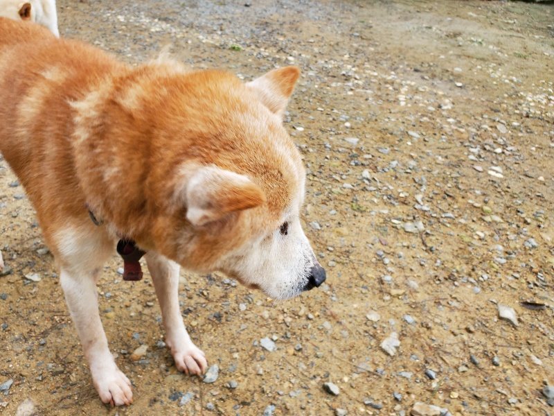 f:id:roukenhome-ann:20191021134638j:plain