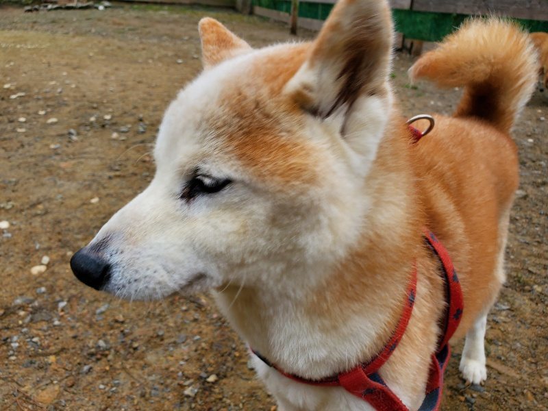 f:id:roukenhome-ann:20191021135508j:plain