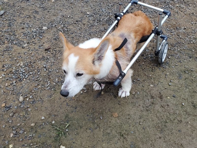 f:id:roukenhome-ann:20191021204242j:plain f:id:roukenhome-ann:20191021204242j:plain