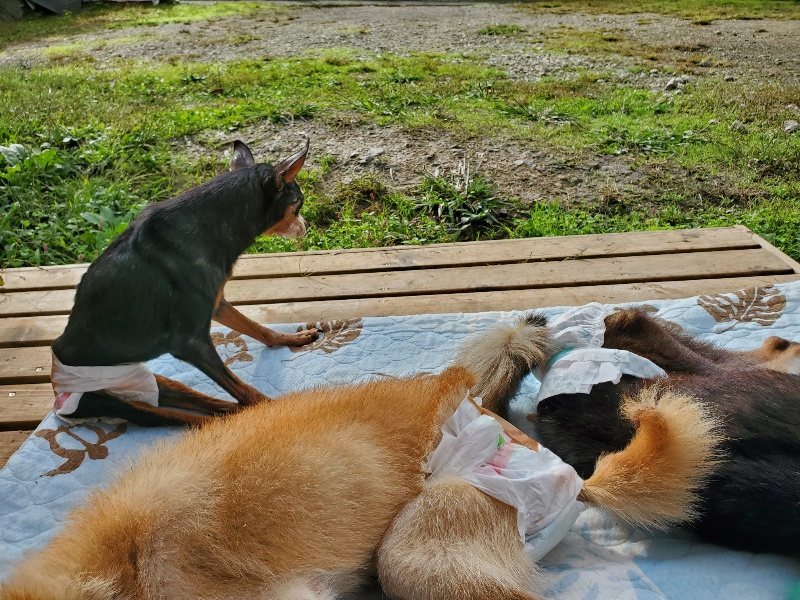 f:id:roukenhome-ann:20191022102501j:plain f:id:roukenhome-ann:20191022102501j:plain