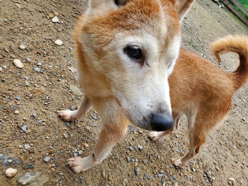 f:id:roukenhome-ann:20191022103522j:plain