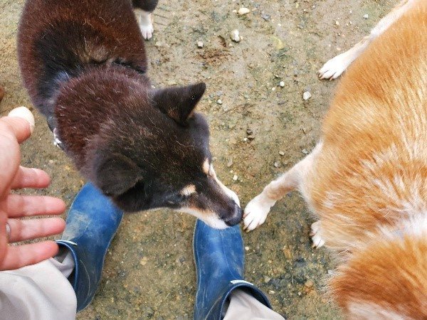 f:id:roukenhome-ann:20191022113754j:plain