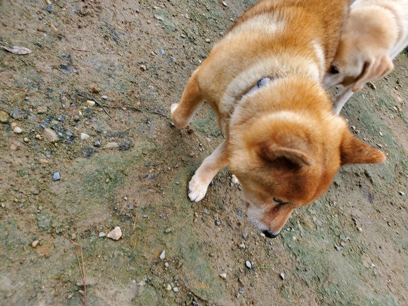 f:id:roukenhome-ann:20191022115056j:plain