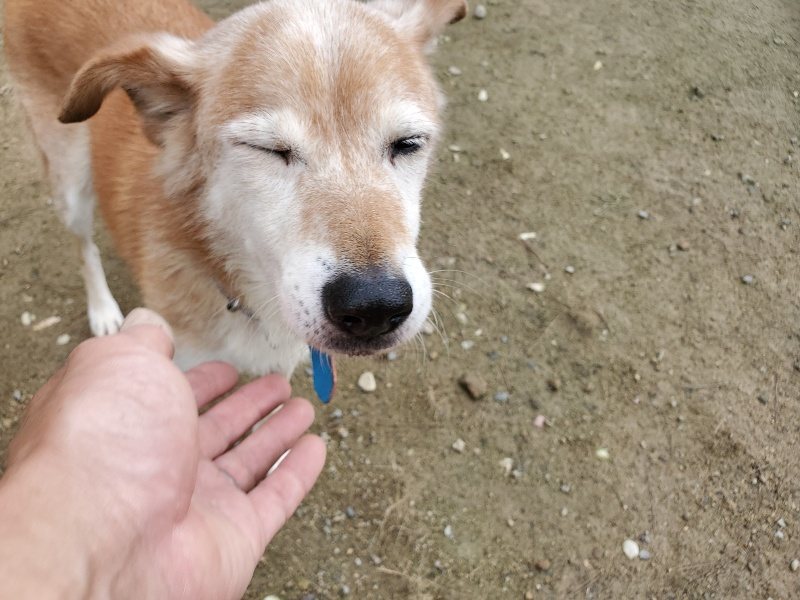 f:id:roukenhome-ann:20191022121142j:plain