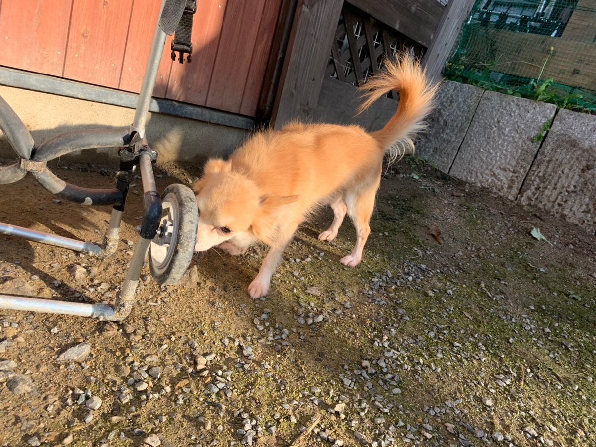 f:id:roukenhome-ann:20191027053009j:plain