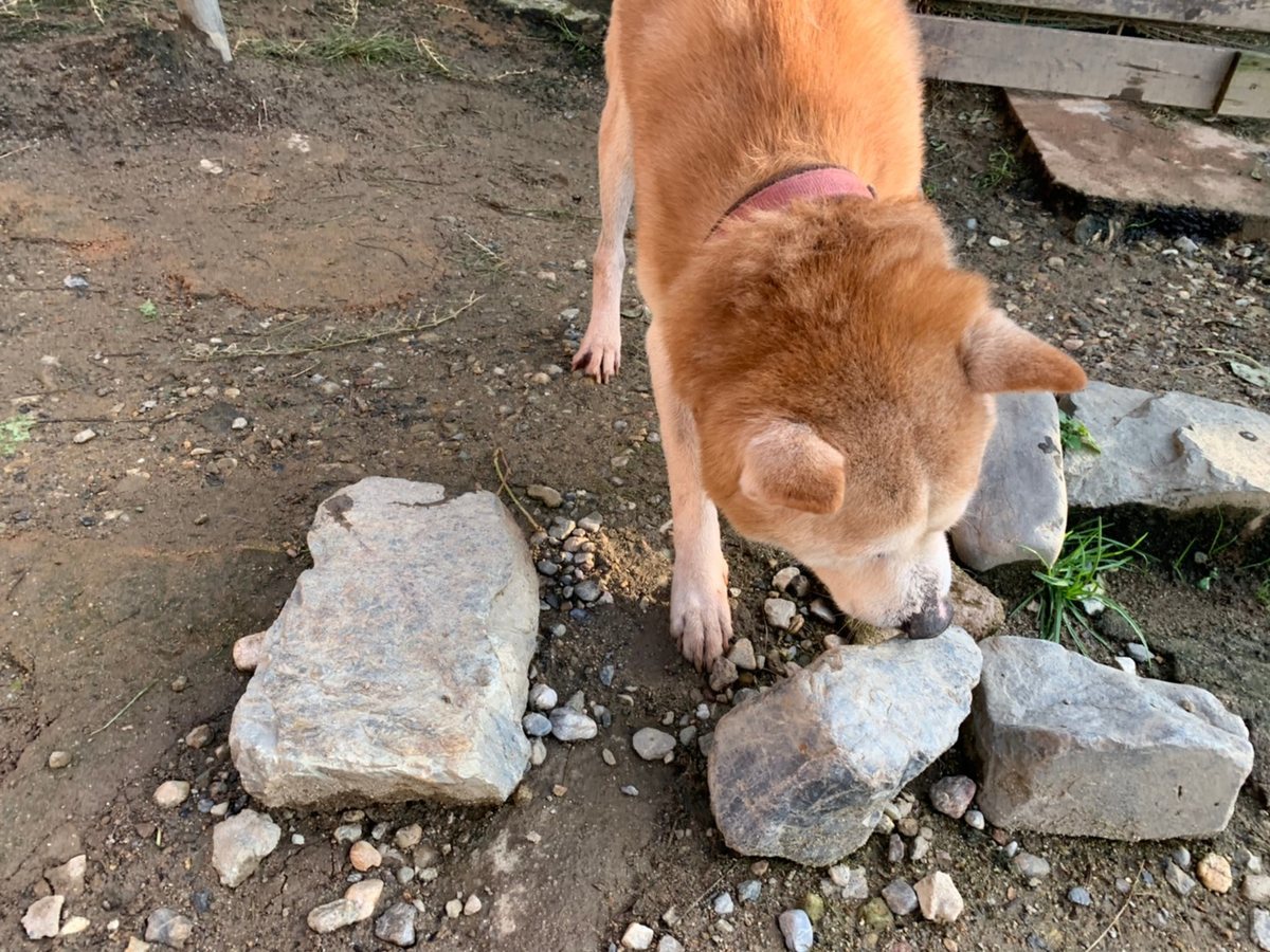 f:id:roukenhome-ann:20191027053049j:plain